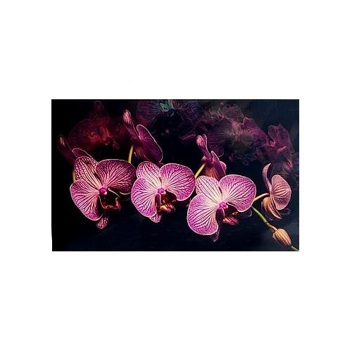 Orchid Dream