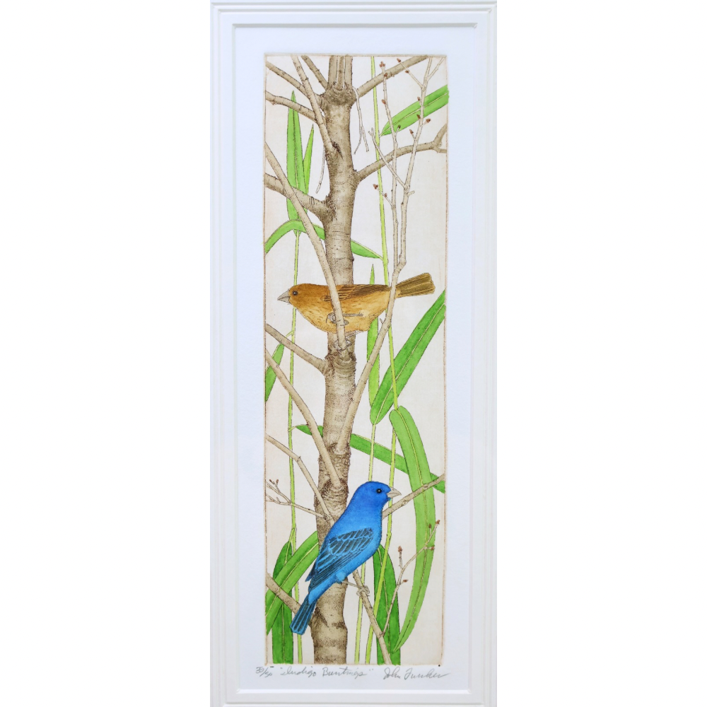 Indigo Buntings (35/50, 10x18)