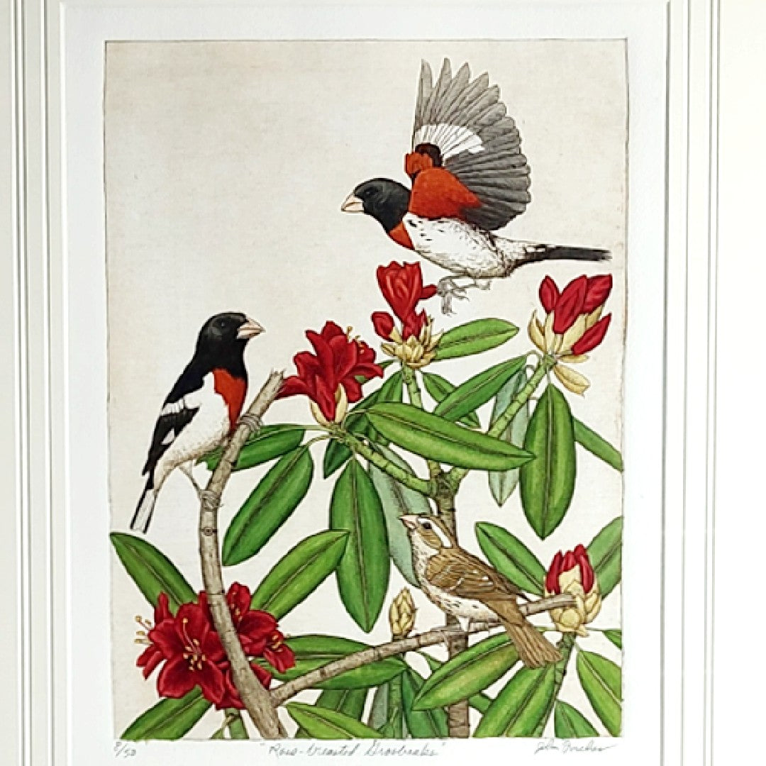 Rose-Breasted Grosbeak