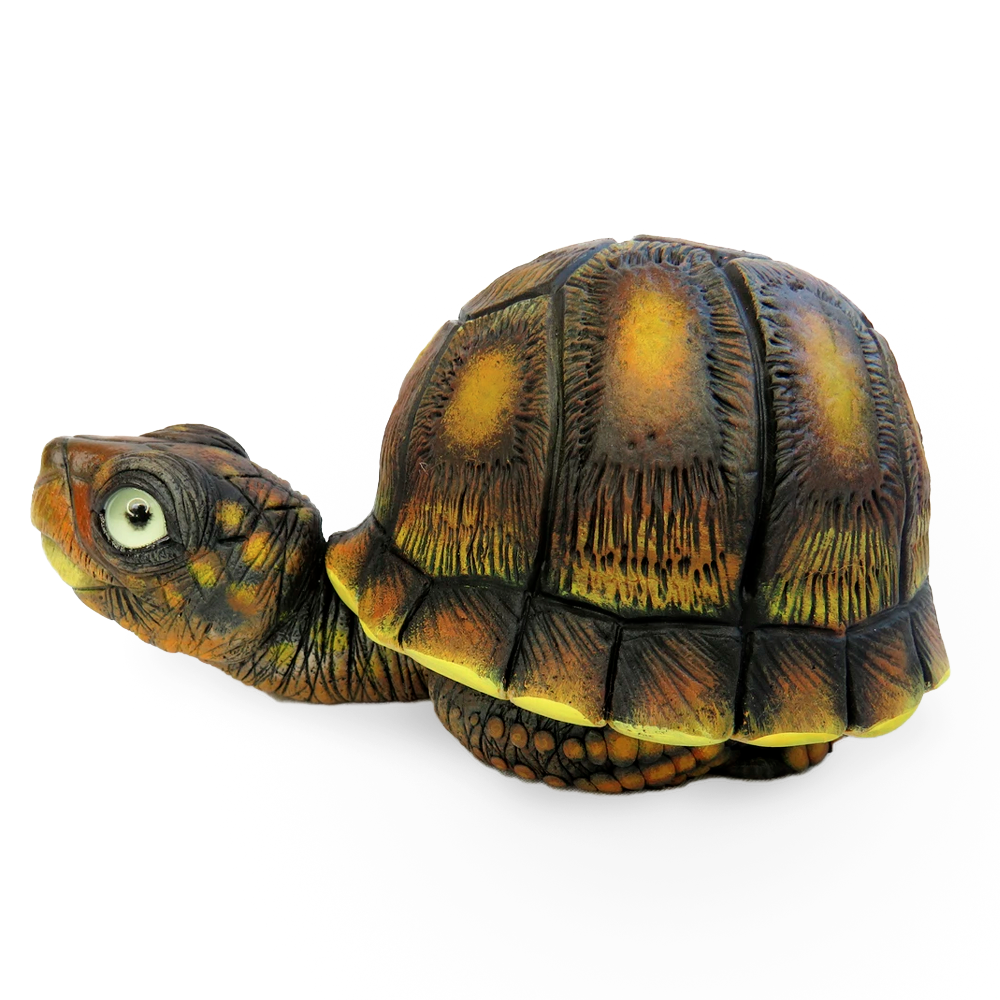 Baby Eastern Box Turtle