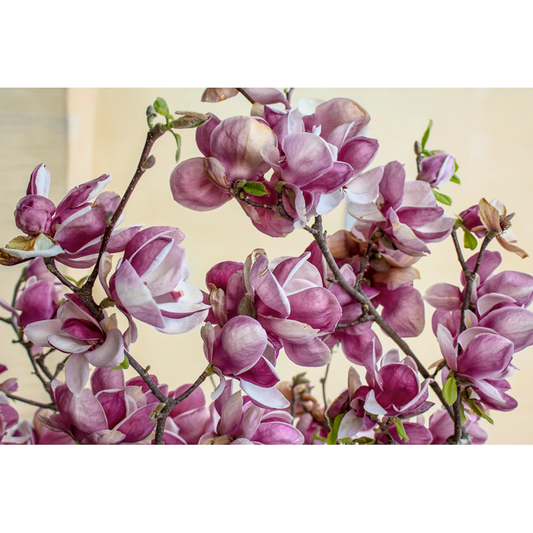Magnolia