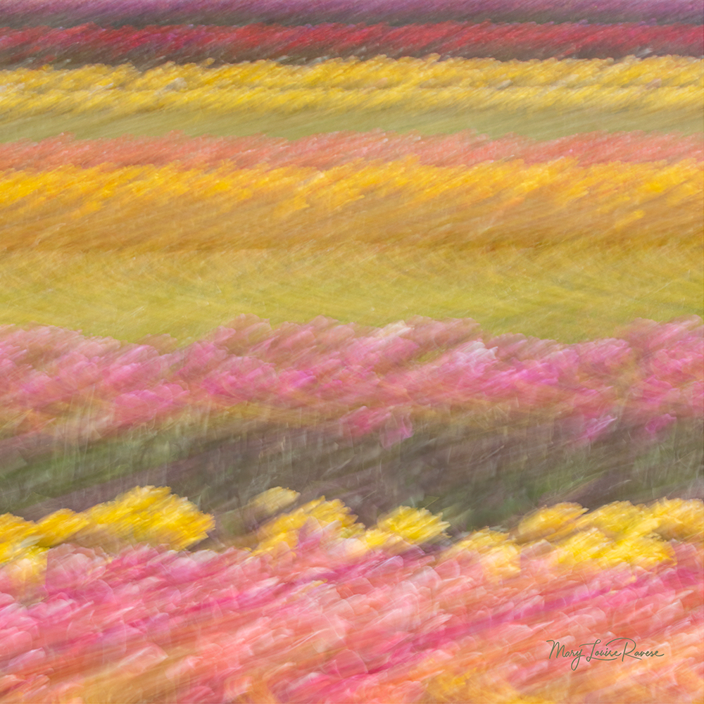 Tulip Impressions