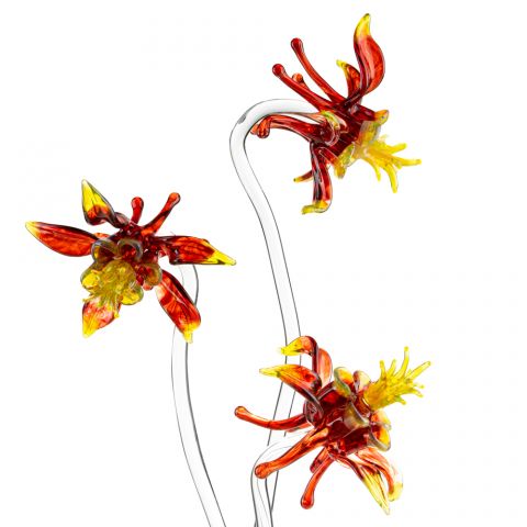 Red Columbine