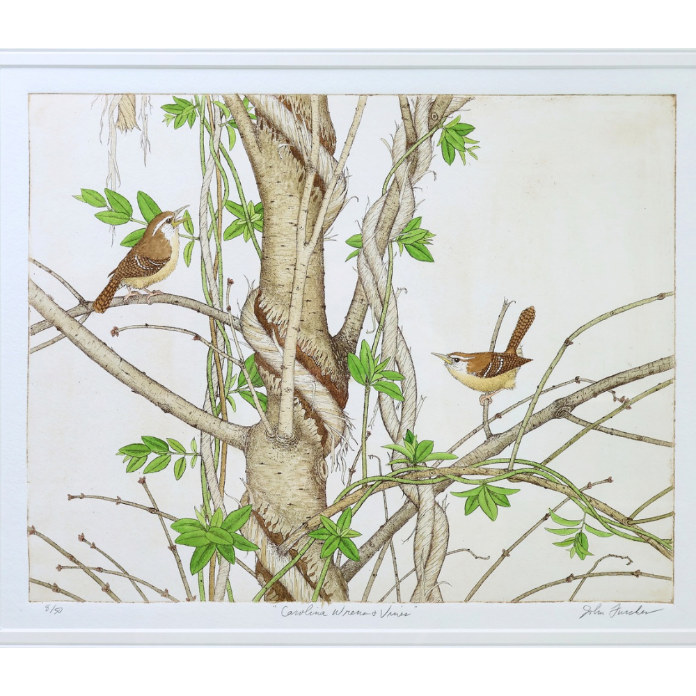 Carolina Wrens & Vines (8/50, 18½x21½")