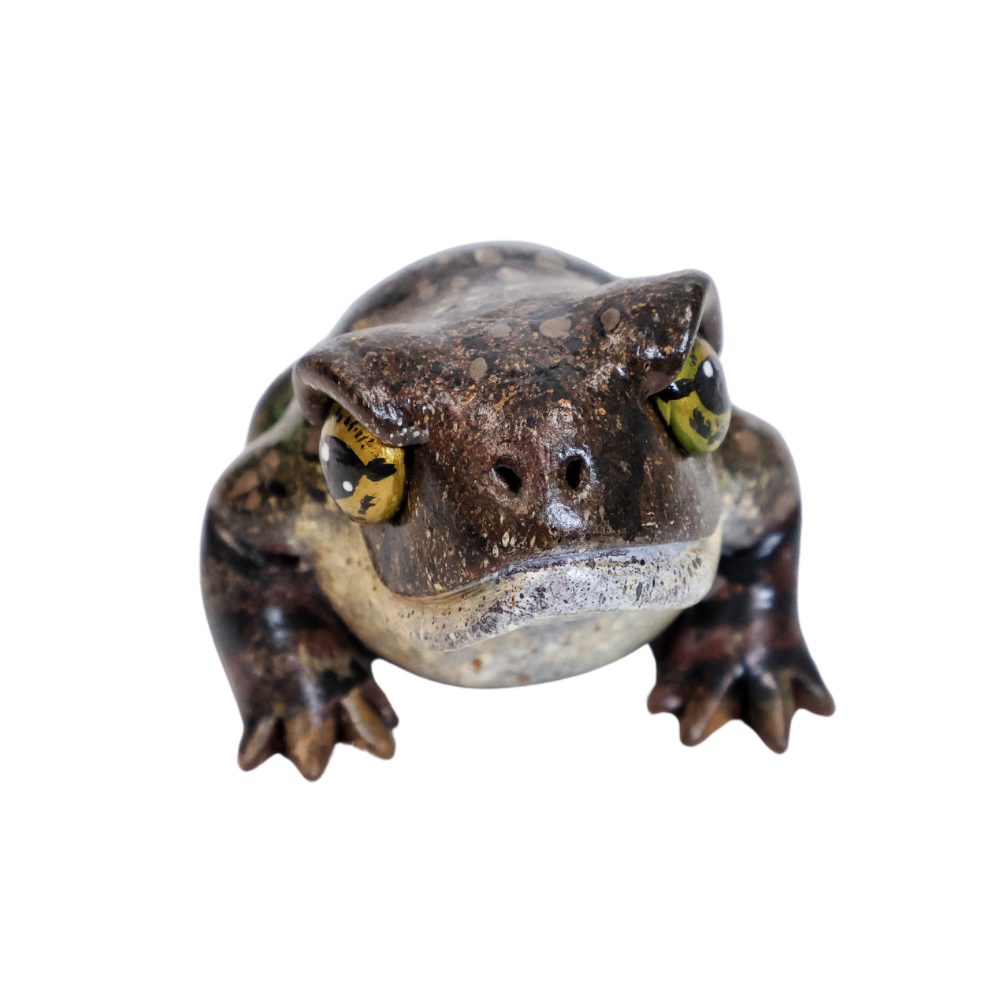 Karoo Toad
