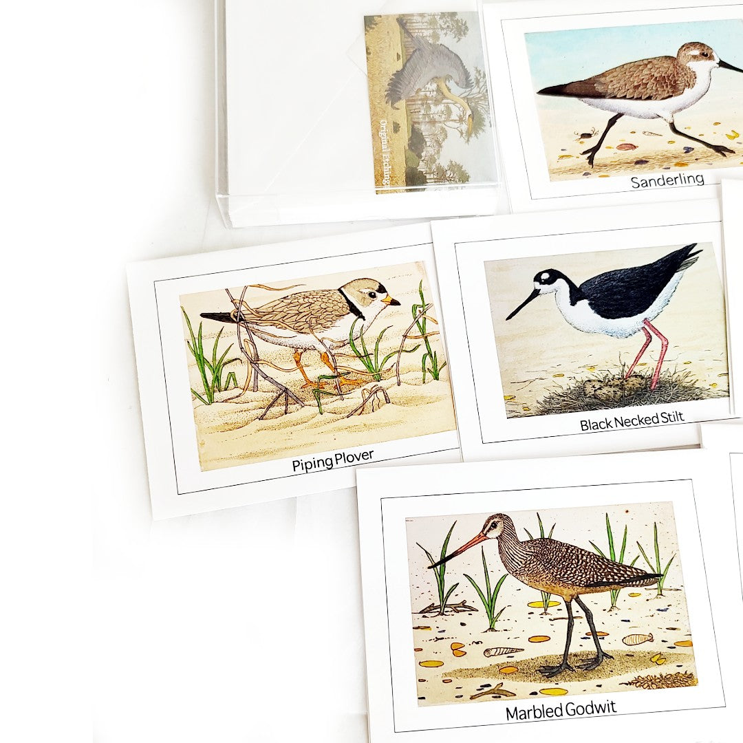 Shorebird Card Set