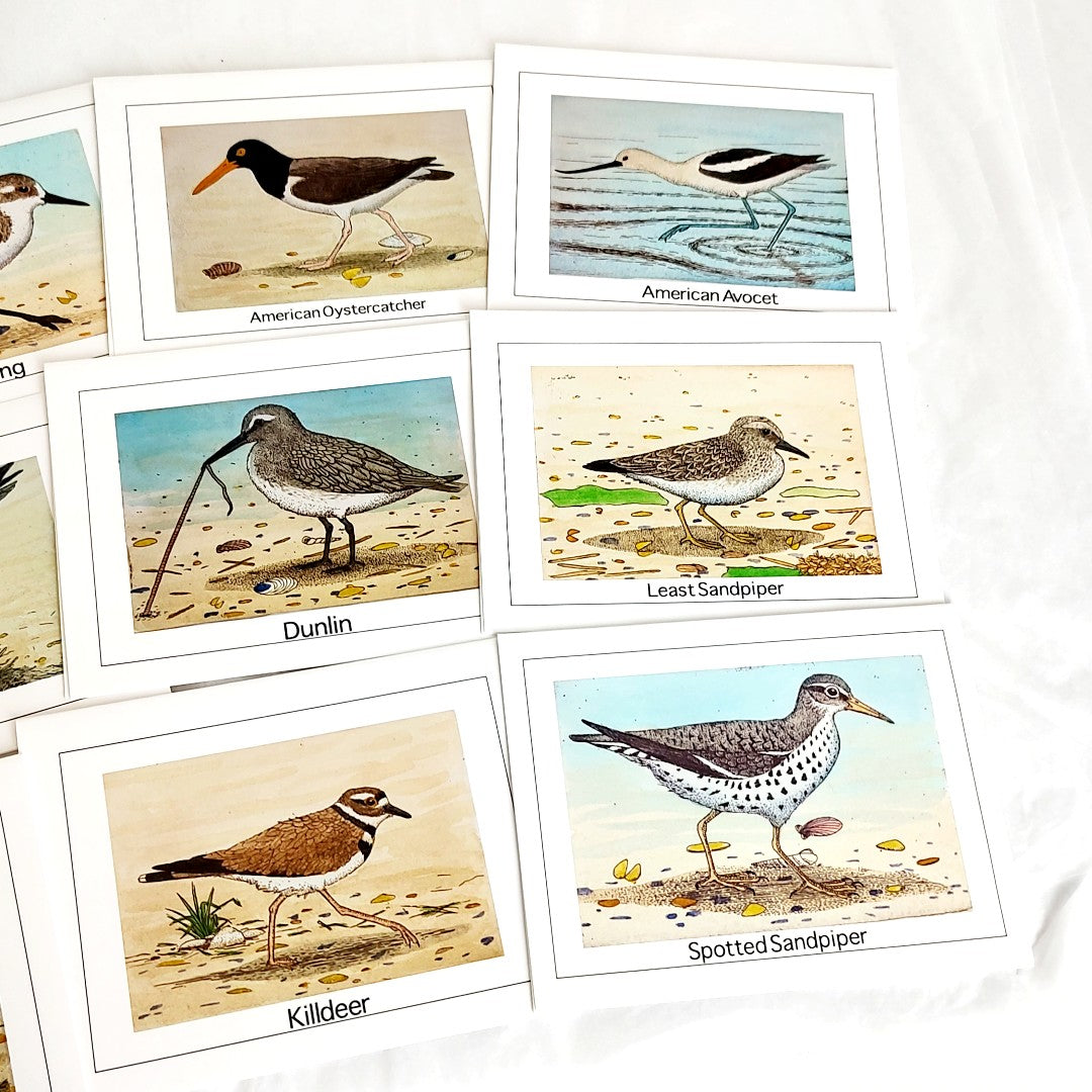 Shorebird Card Set