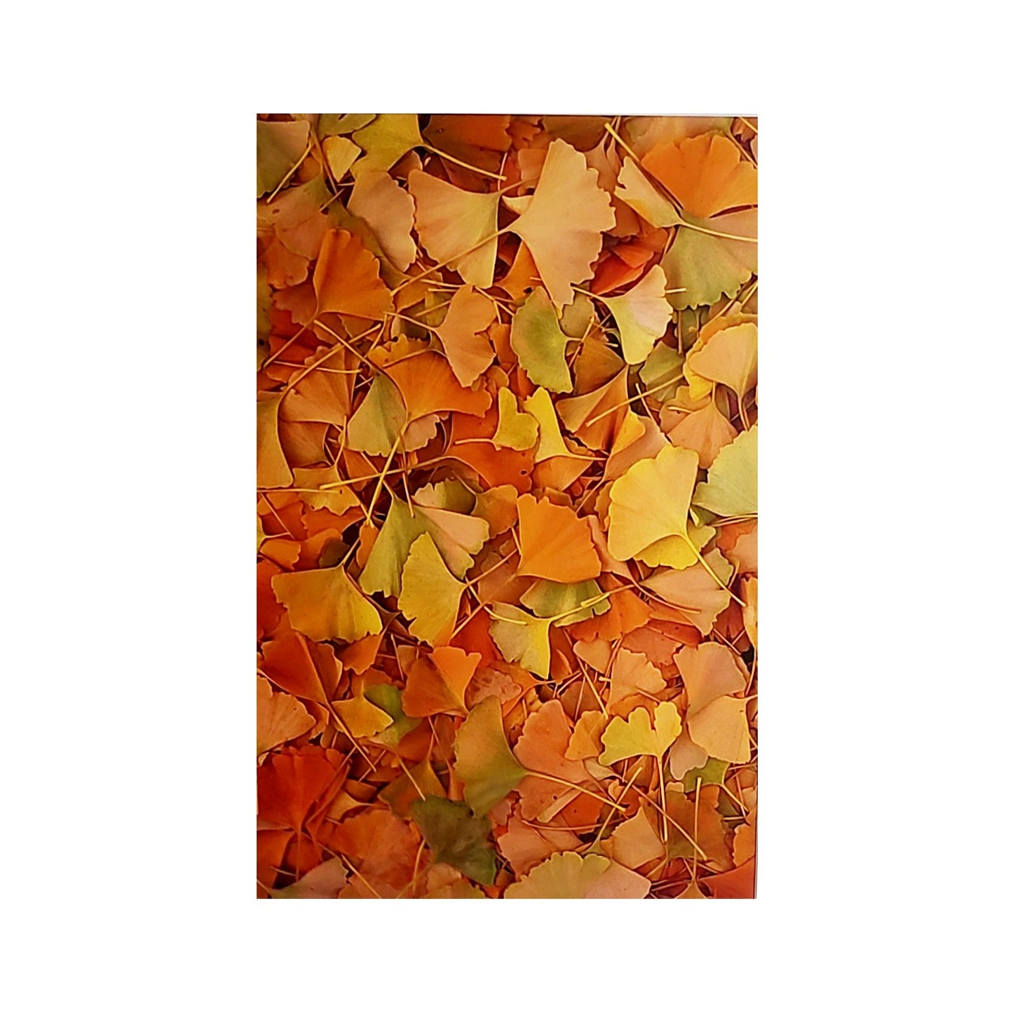 Ginkgo Leaves - Large