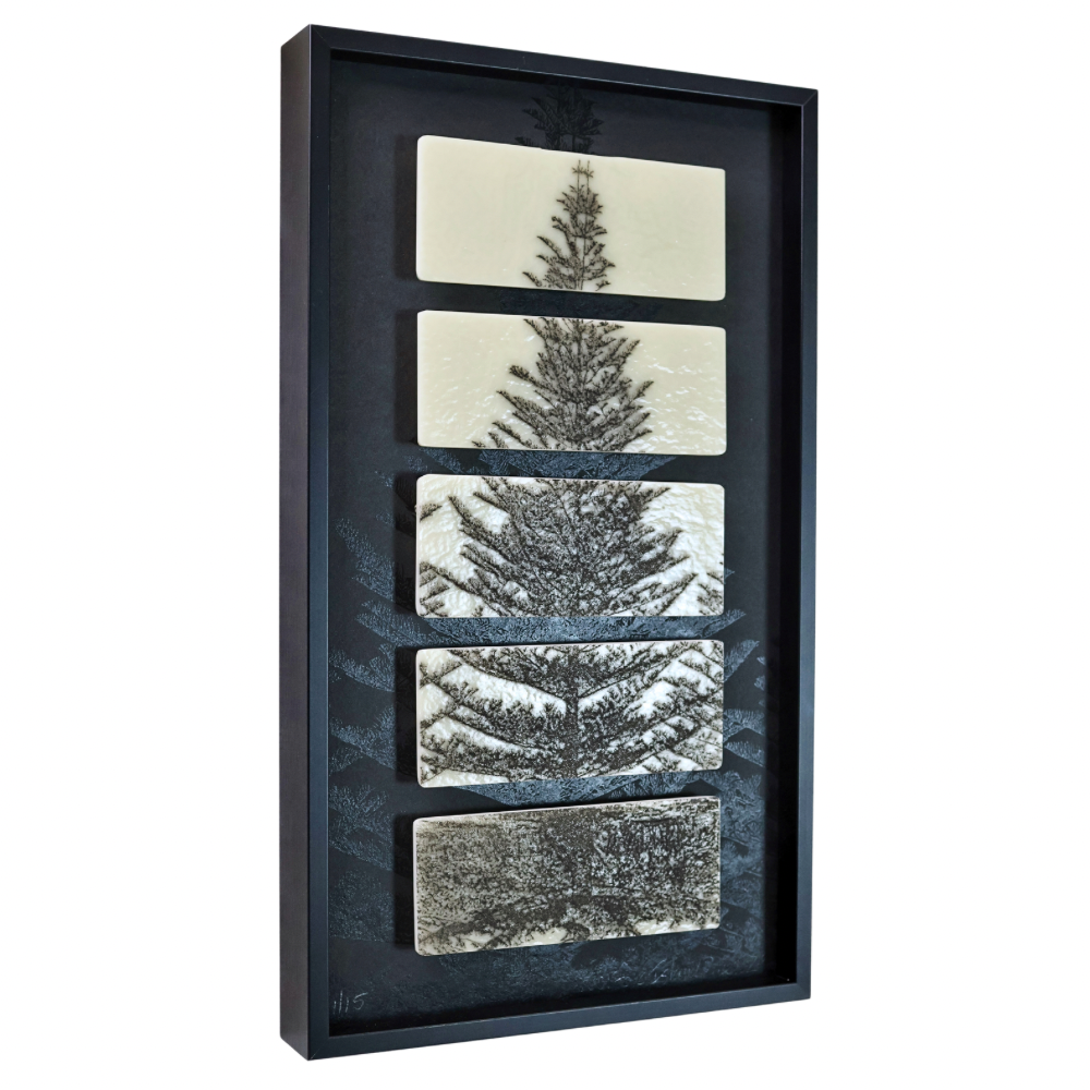Norfolk Island Pine NZ#1