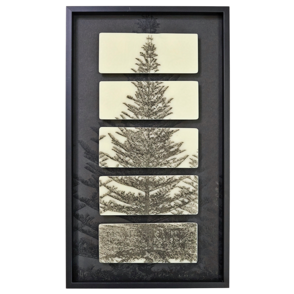 Norfolk Island Pine NZ#1