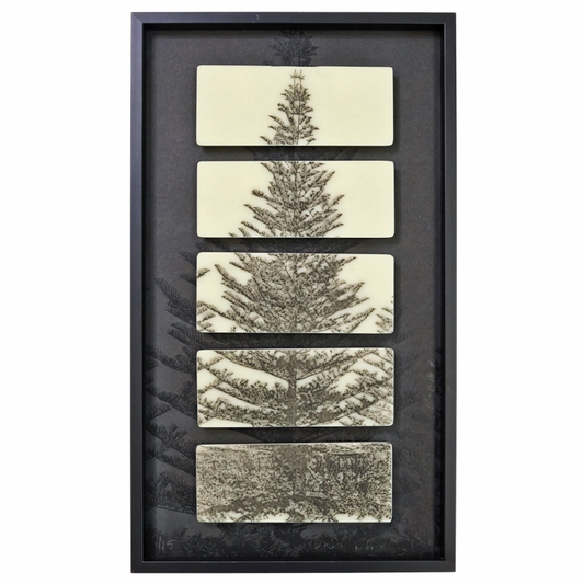 Norfolk Island Pine NZ#1
