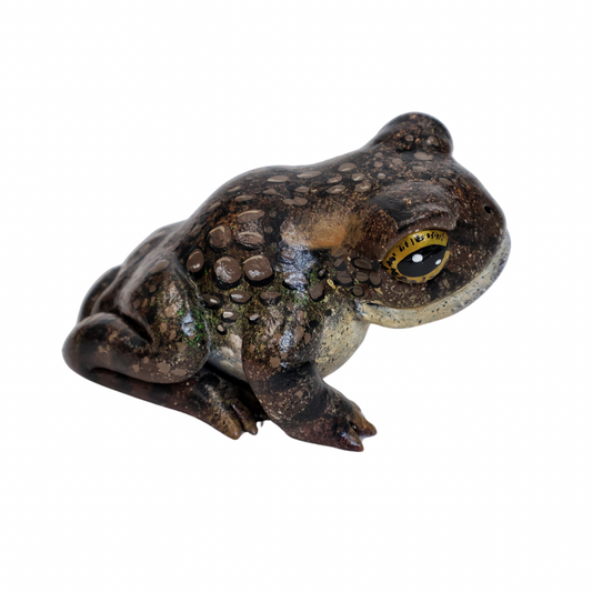 Karoo Toad