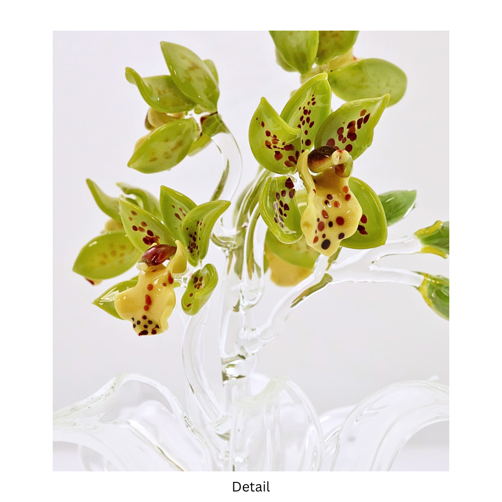 Cymbidium