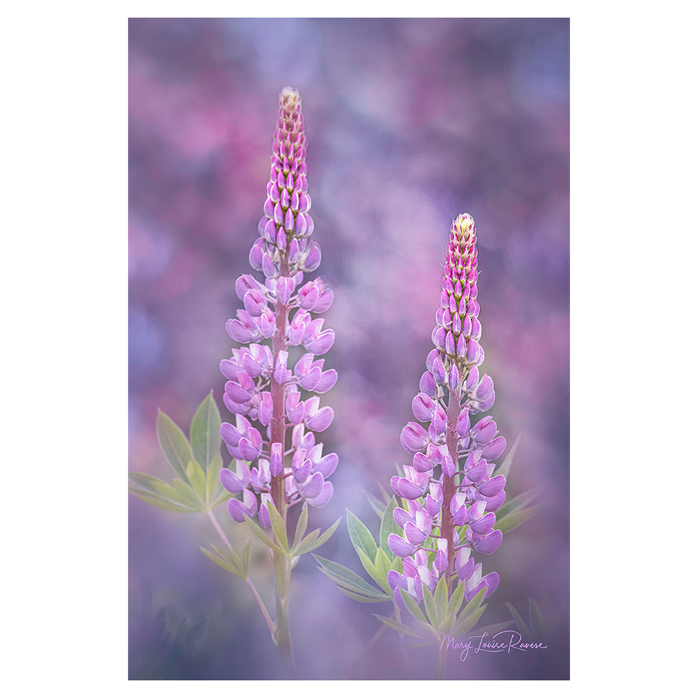 Lupine Lovelies