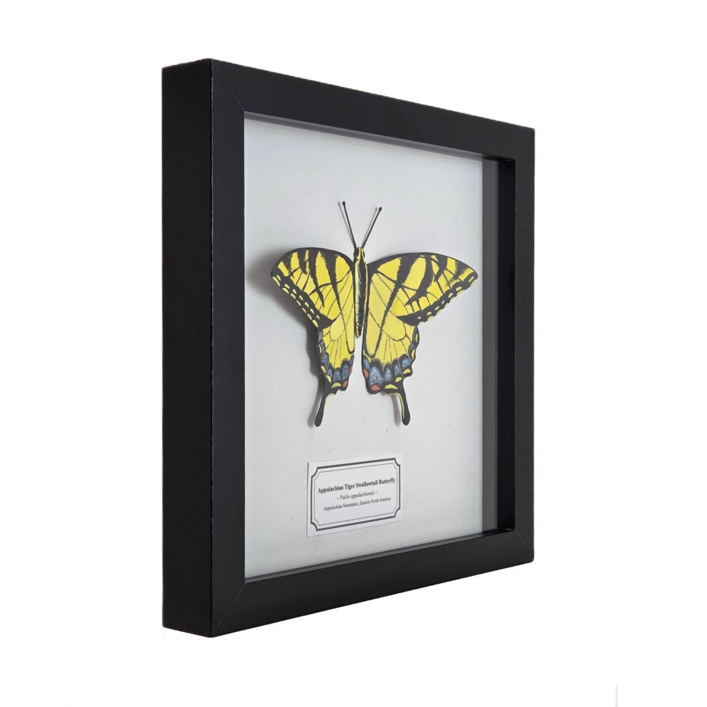 Tiger Swallowtail