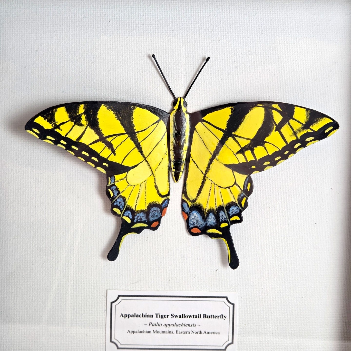 Tiger Swallowtail