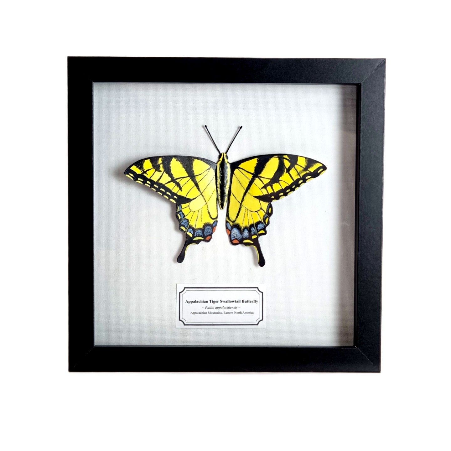 Tiger Swallowtail