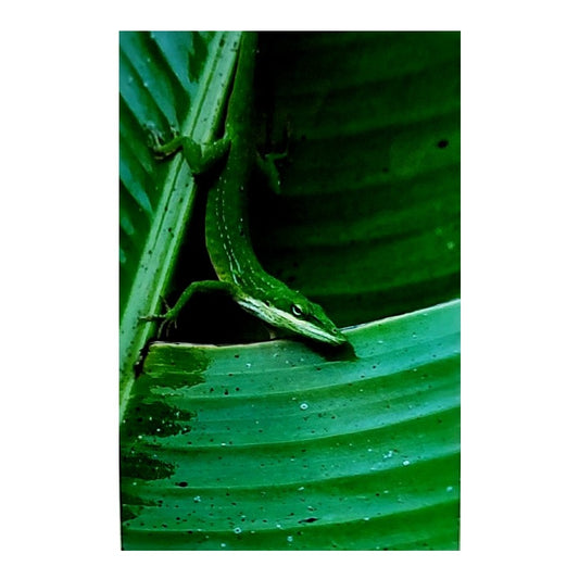 Carolina Anole