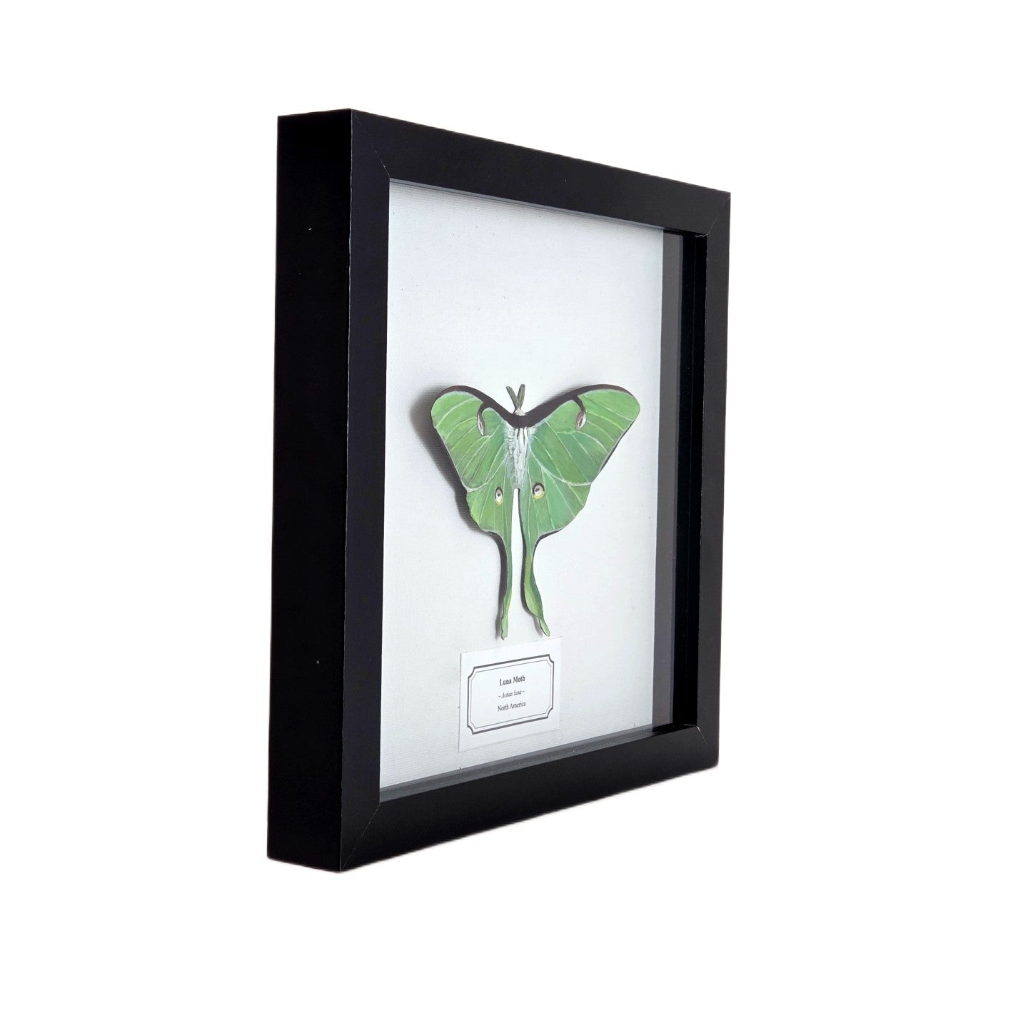 Luna Moth