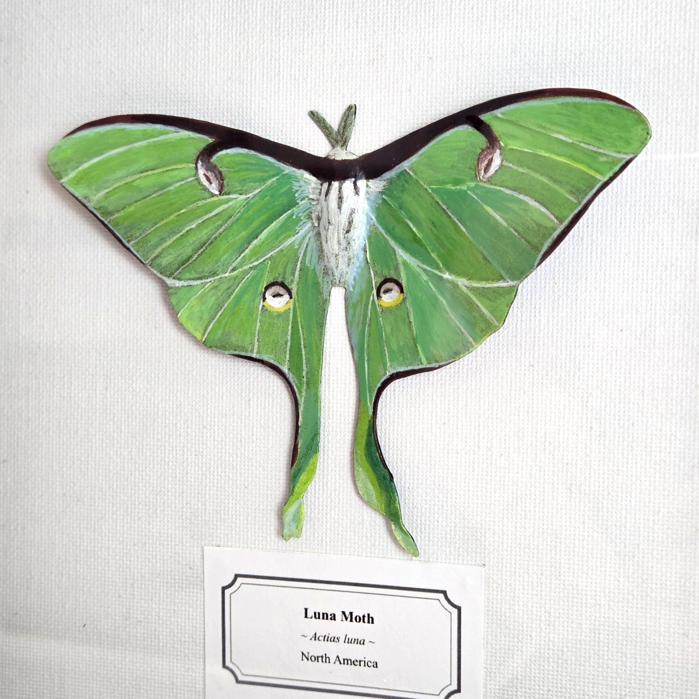 Luna Moth