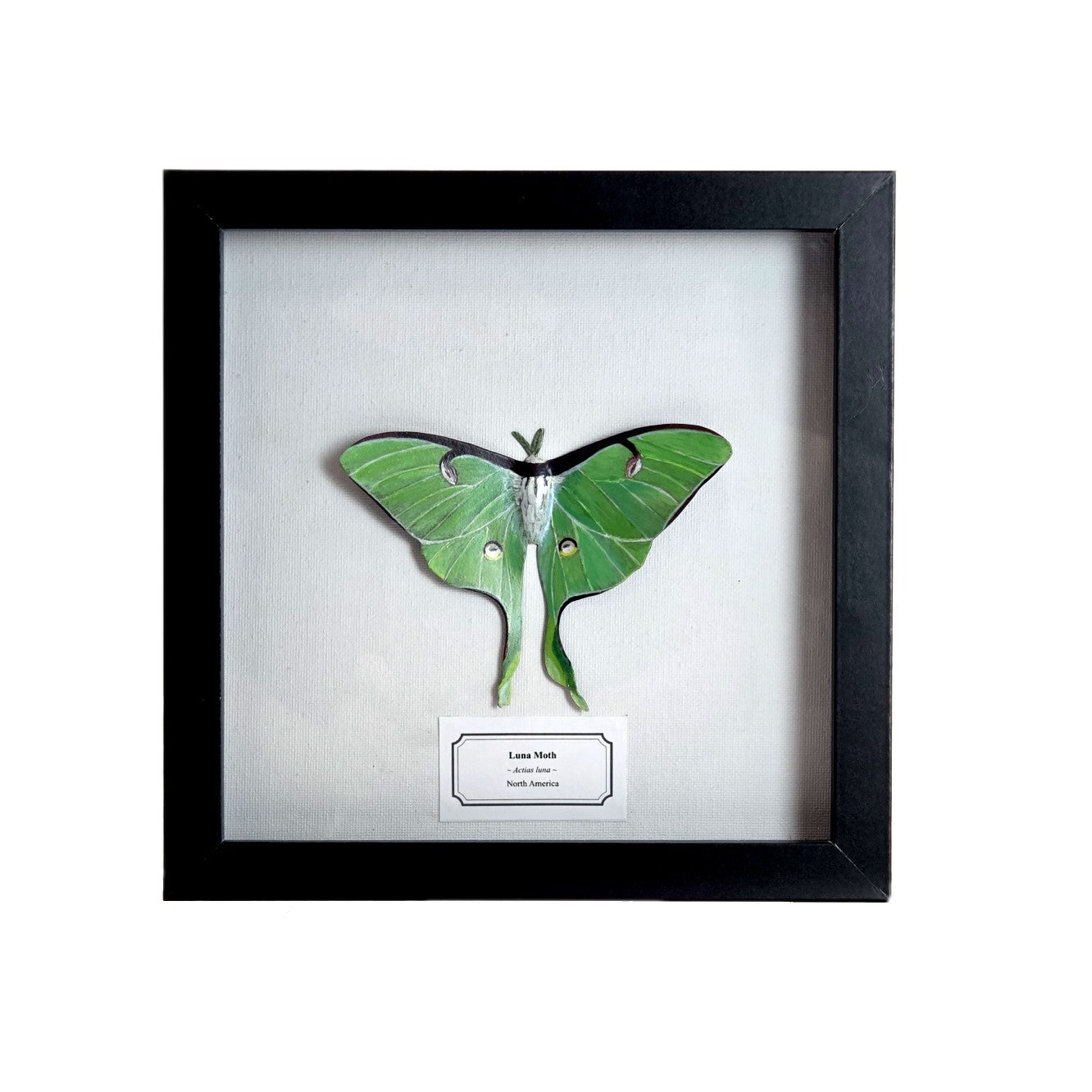 Luna Moth