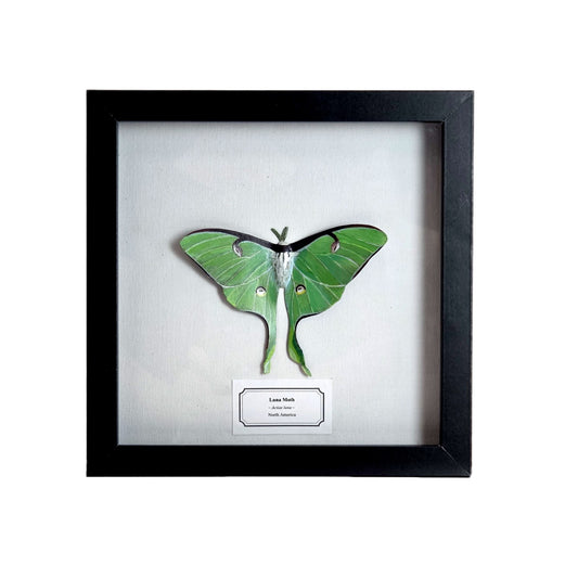 Luna Moth