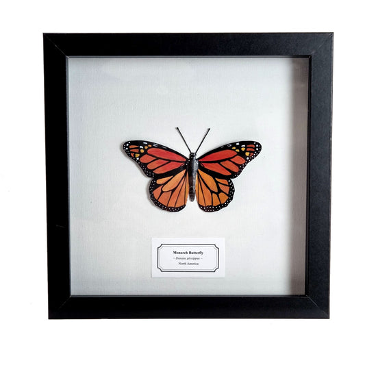 Monarch